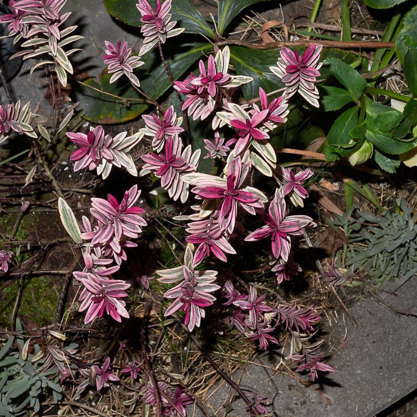 Pensastädyke Purple Shamrock (Lehvistö)