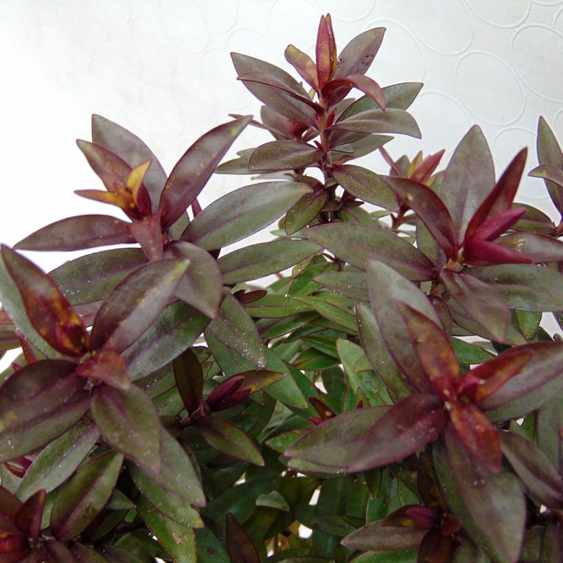 Pensastädyke Raspberry Ripple (Lehvistö)