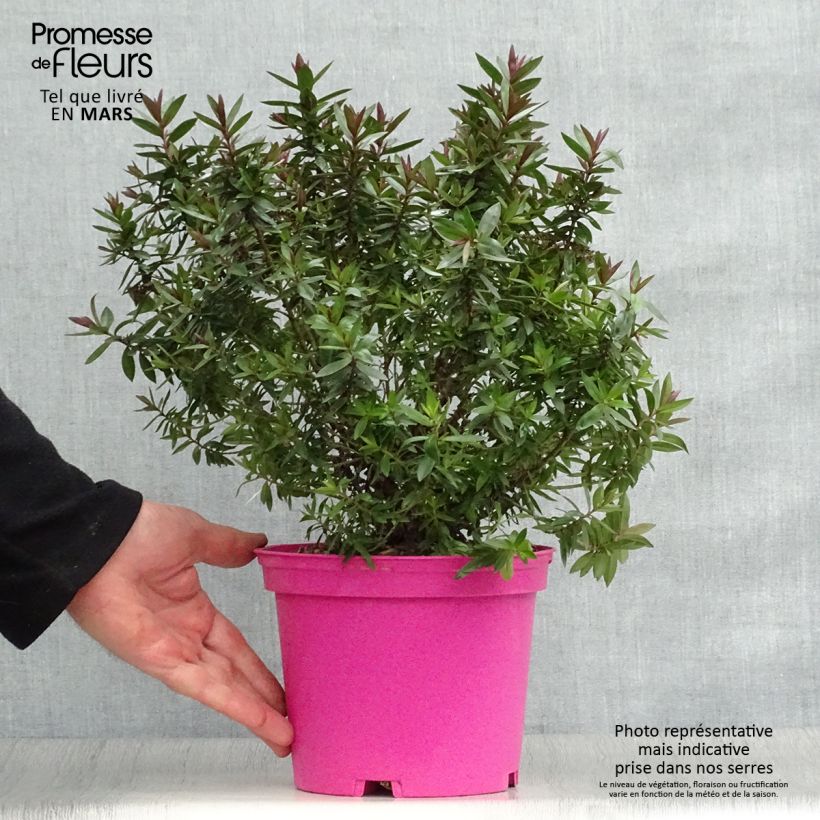 Esimerkki keväällä toimitetusta Pensastädyke Raspberry Ripple Ruukku 2L / 3L-taimesta