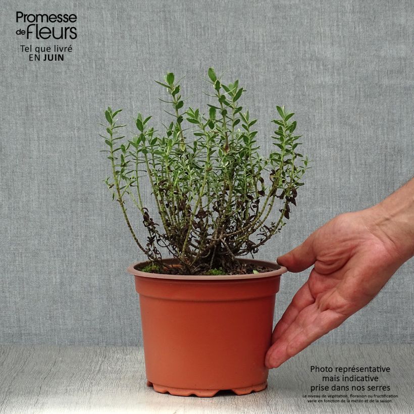 Esimerkki kesällä toimitetusta Pensastädyke Red Edge Ruukku 2L / 3L-taimesta