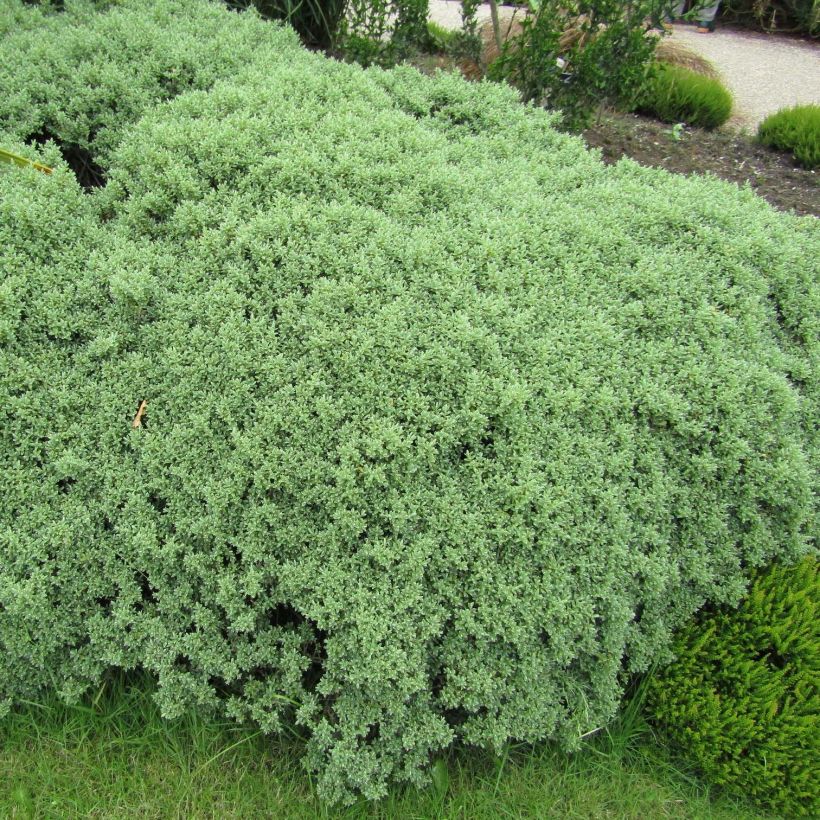Pensastädyke Sutherlandii (Kasvutapa)