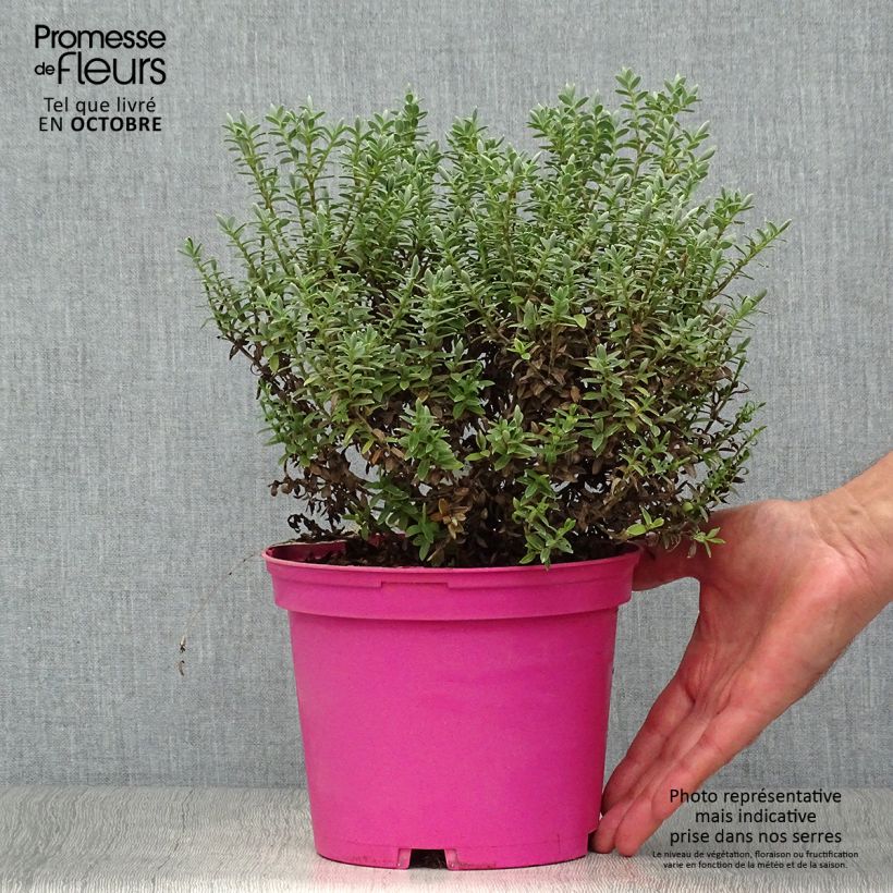 Esimerkki syksyllä toimitetusta Pensastädyke Sutherlandii 2 litran/3 litran ruukku-taimesta