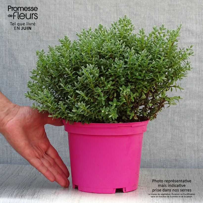 Esimerkki kesällä toimitetusta Pensastädyke Sutherlandii Pot de 2L/3L-taimesta