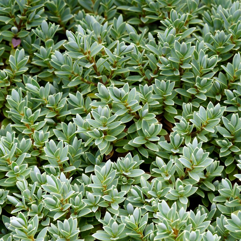 Pensastädyke Sutherlandii (Lehvistö)