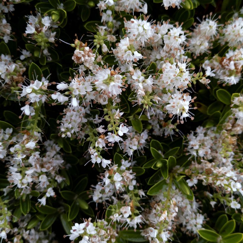Pensastädyke Sutherlandii (Kukinta)