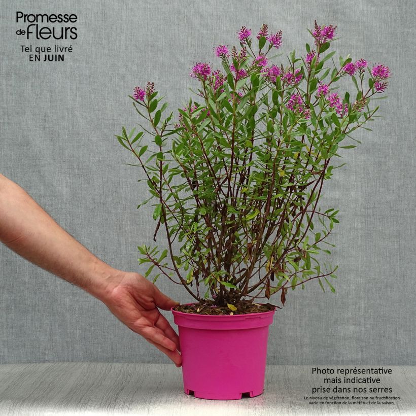 Esimerkki kesällä toimitetusta Pensastädyke Wiri Charm Pot de 2L/3L-taimesta