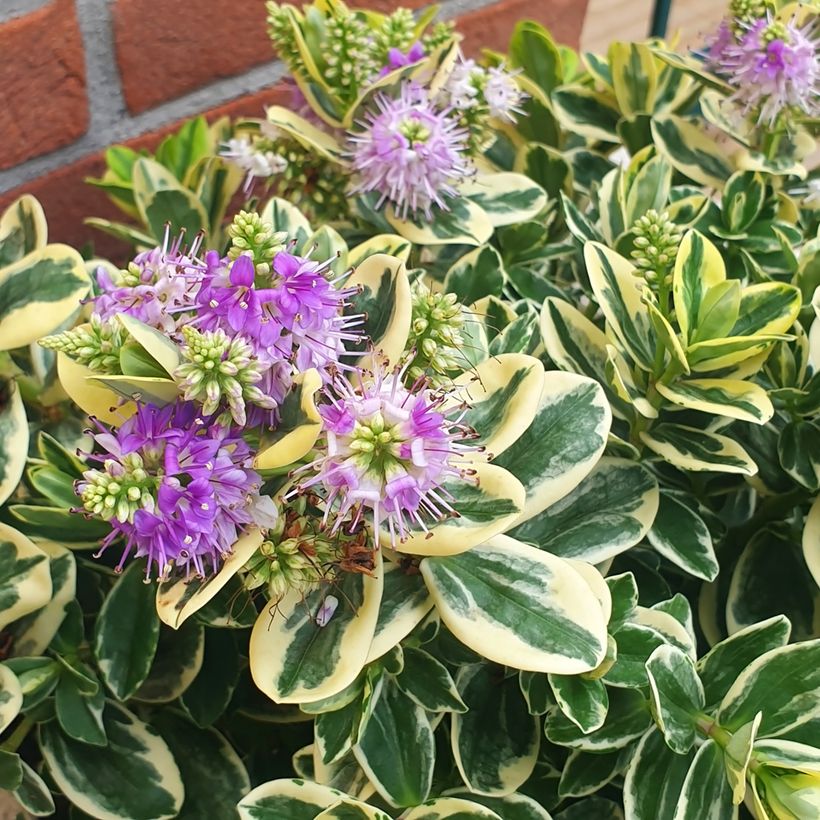 Pensastädyke Variegata (Kukinta)
