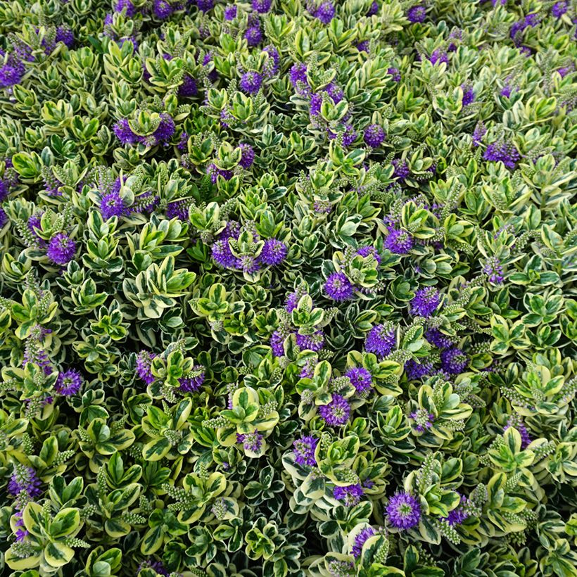 Pensastädyke Variegata (Kasvutapa)