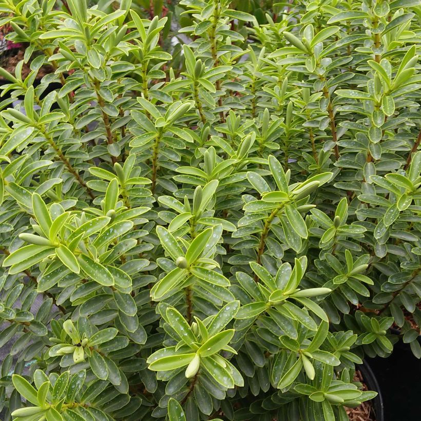 Pensastädyke - Hebe brachysiphon (Lehvistö)