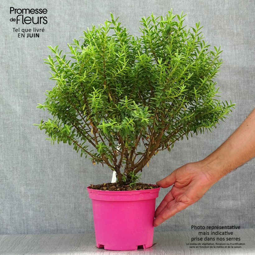 Esimerkki kesällä toimitetusta Pensastädyke - Hebe brachysiphon Pot de 2L/3L-taimesta