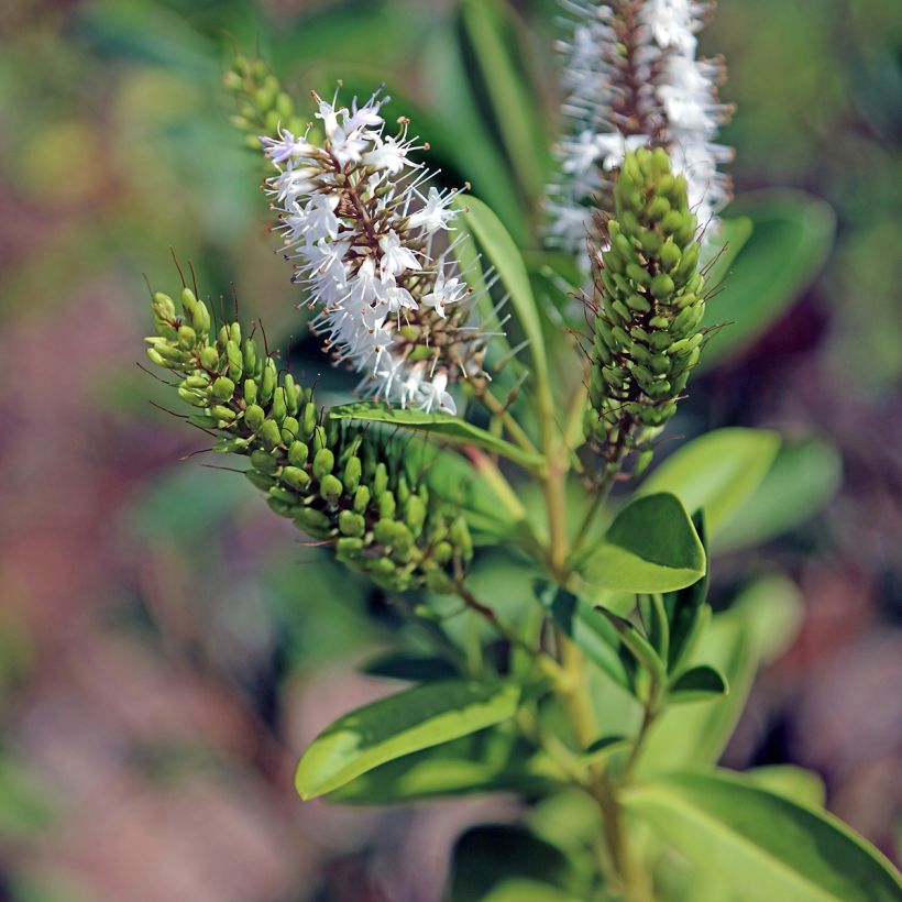 Pensastädyke - Hebe brachysiphon (Kukinta)