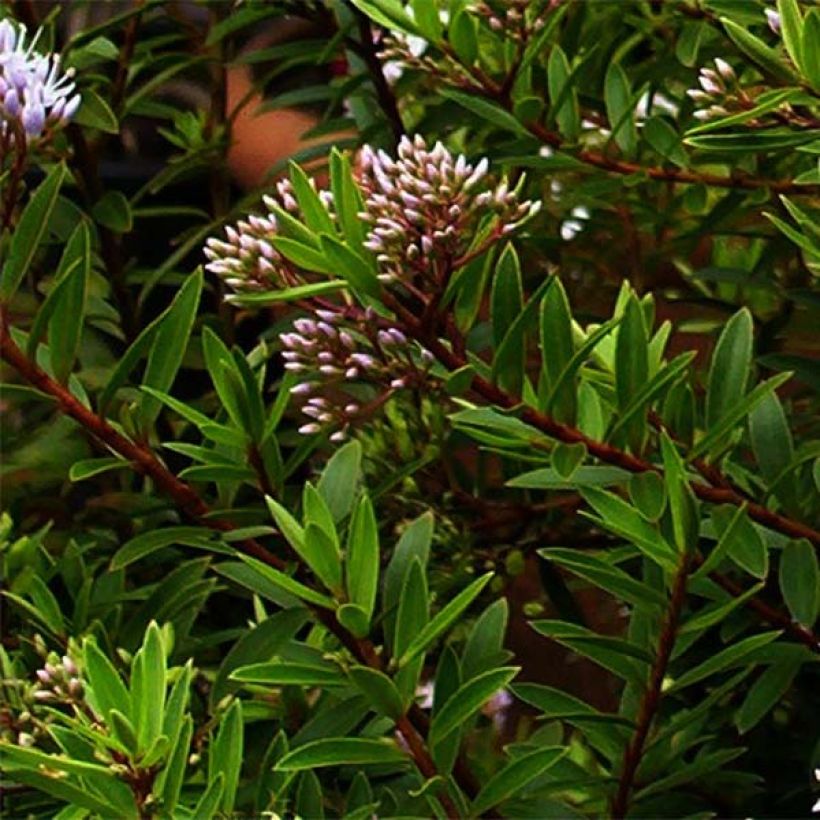 Pensastädyke - Hebe diosmifolia (Lehvistö)