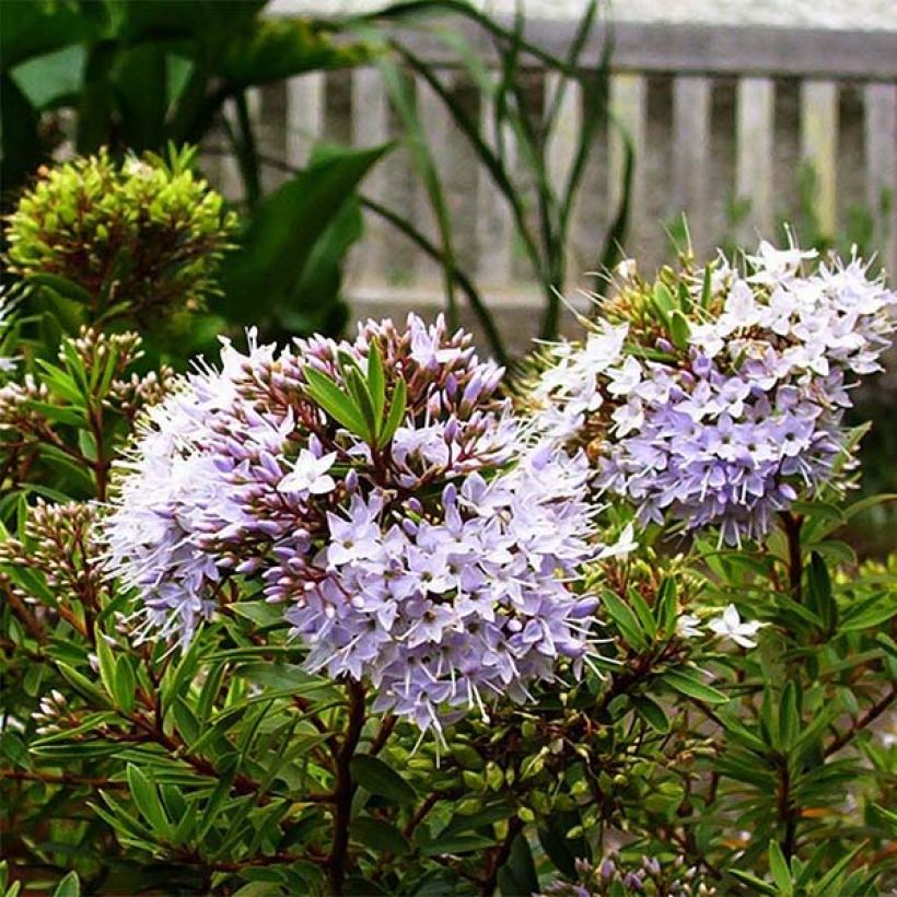 Pensastädyke - Hebe diosmifolia (Kukinta)