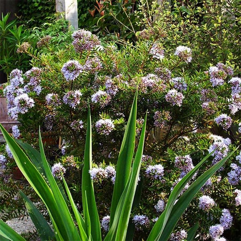 Pensastädyke - Hebe diosmifolia (Kasvutapa)