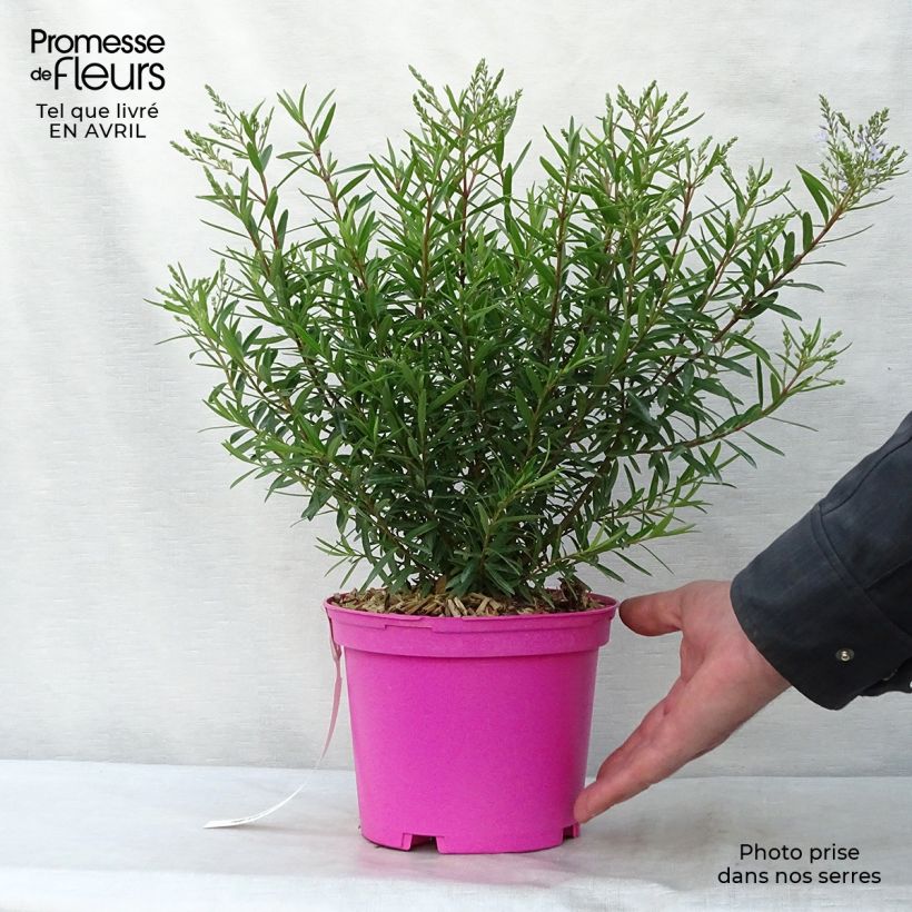 Esimerkki keväällä toimitetusta Pensastädyke - Hebe diosmifolia Pot de 3L/4L-taimesta