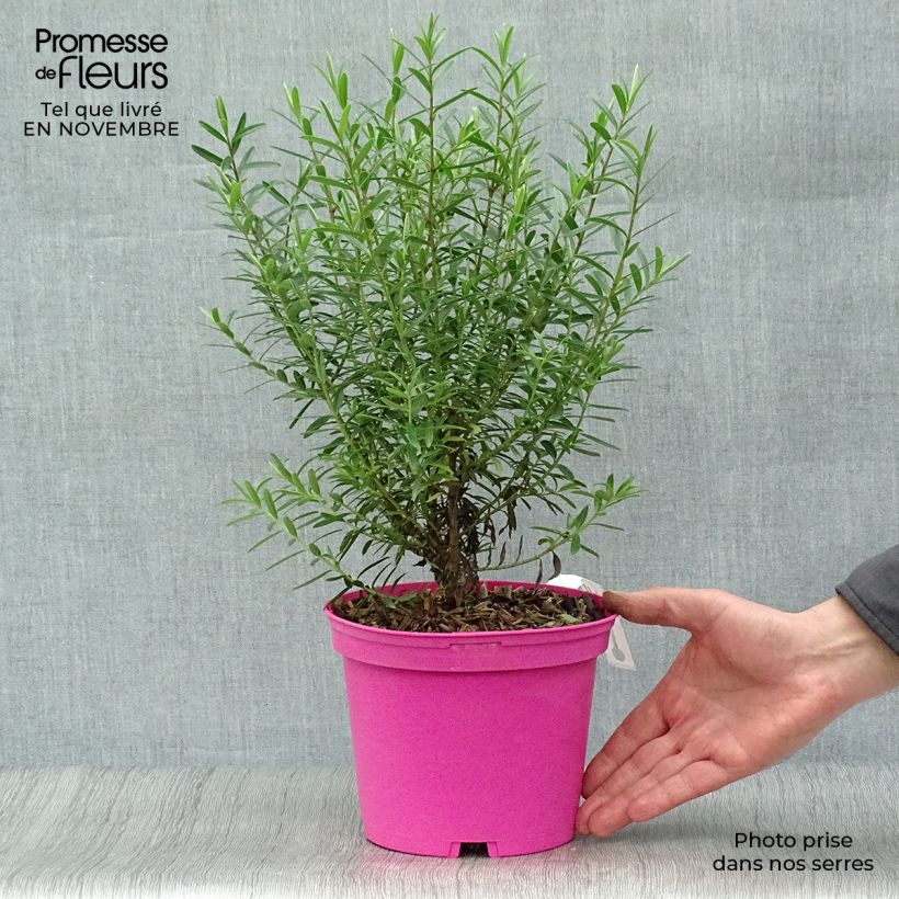 Esimerkki syksyllä toimitetusta Pensastädyke - Hebe diosmifolia 3 litran/4 litran ruukku-taimesta