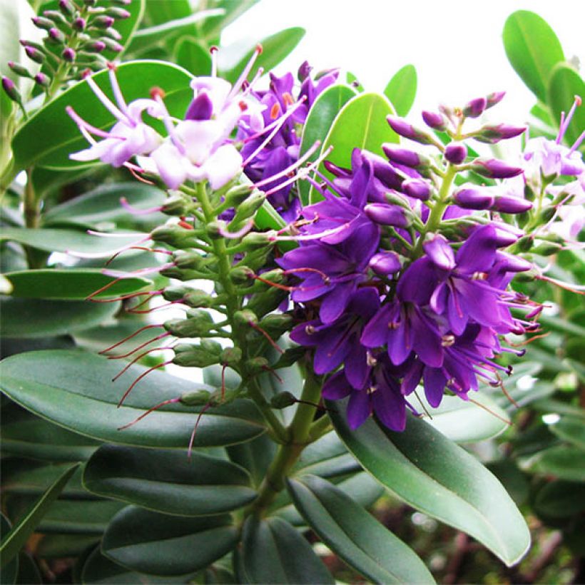 Pensastädyke Blue Gem (Kukinta)