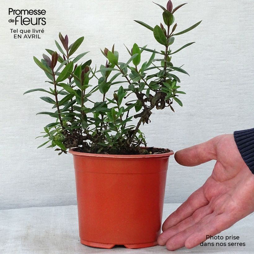 Esimerkki keväällä toimitetusta Pensastädyke Blue Gem Pot de 1L/1,5L-taimesta