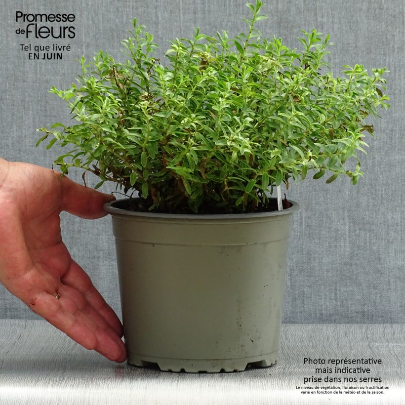 Esimerkki kesällä toimitetusta Pensastädyke - Hebe rakaiensis Pot de 1,5L/2L-taimesta