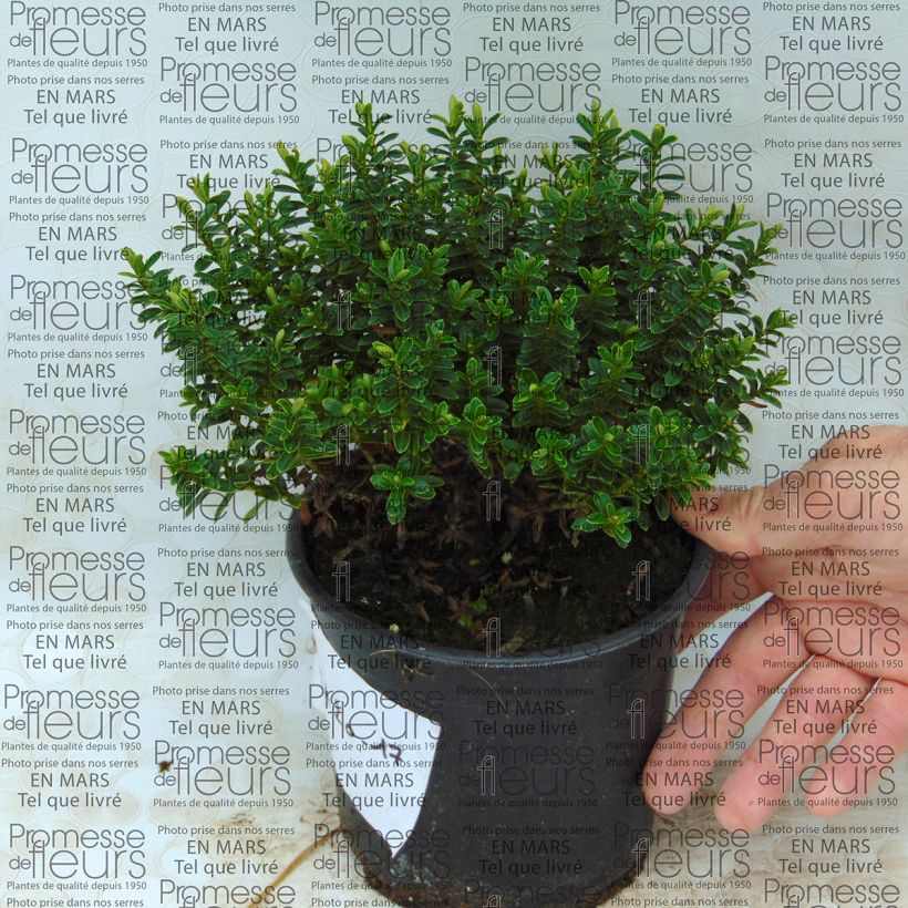 Esimerkki toimitetusta Pensastädyke - Hebe vernicosa Pot de 1L/1,5L-taimesta