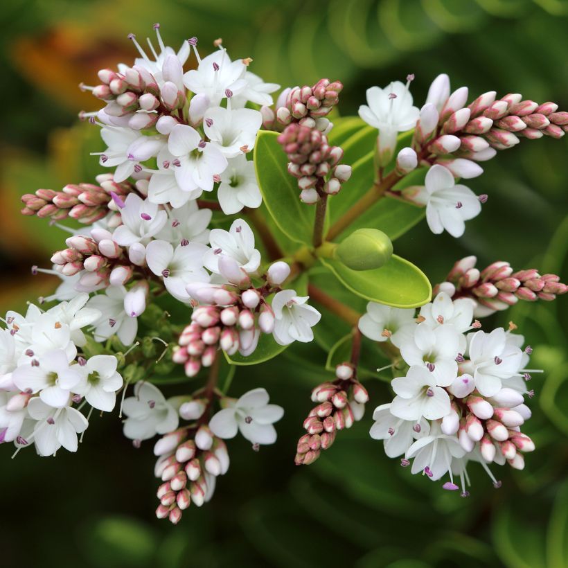 Pensastädyke - Hebe vernicosa (Kukinta)