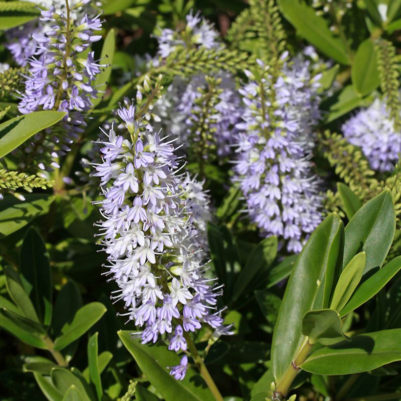 Pensastädyke Wiri Image (Kukinta)