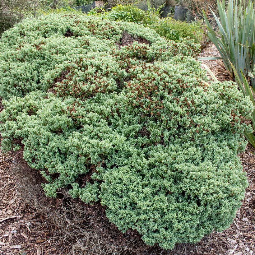 Pensastädyke - Hebe topiaria (Kasvutapa)
