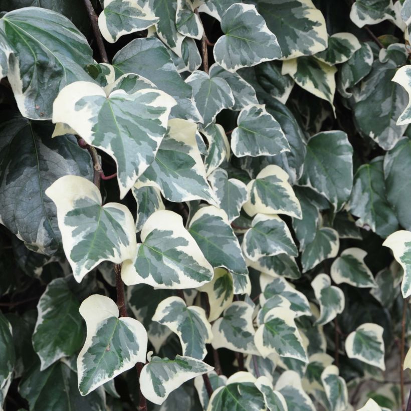 Algerianmuratti Gloire de Marengo (Foliage)