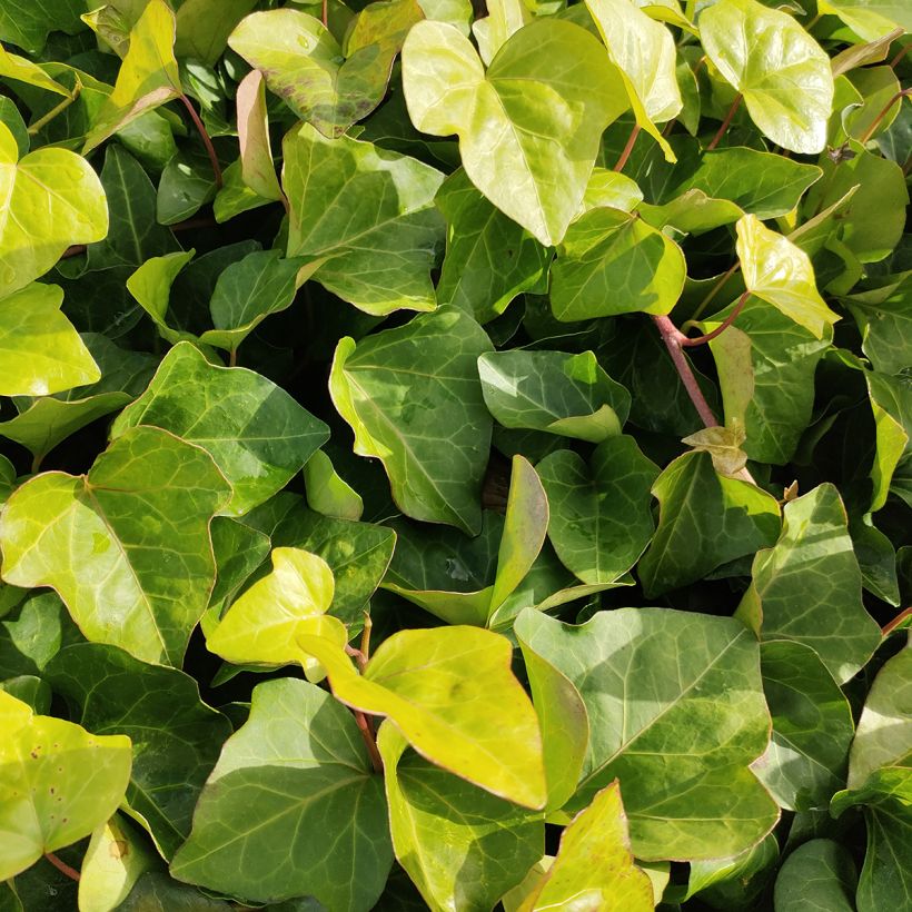 Algerianmuratti - Hedera algeriensis (Lehvistö)