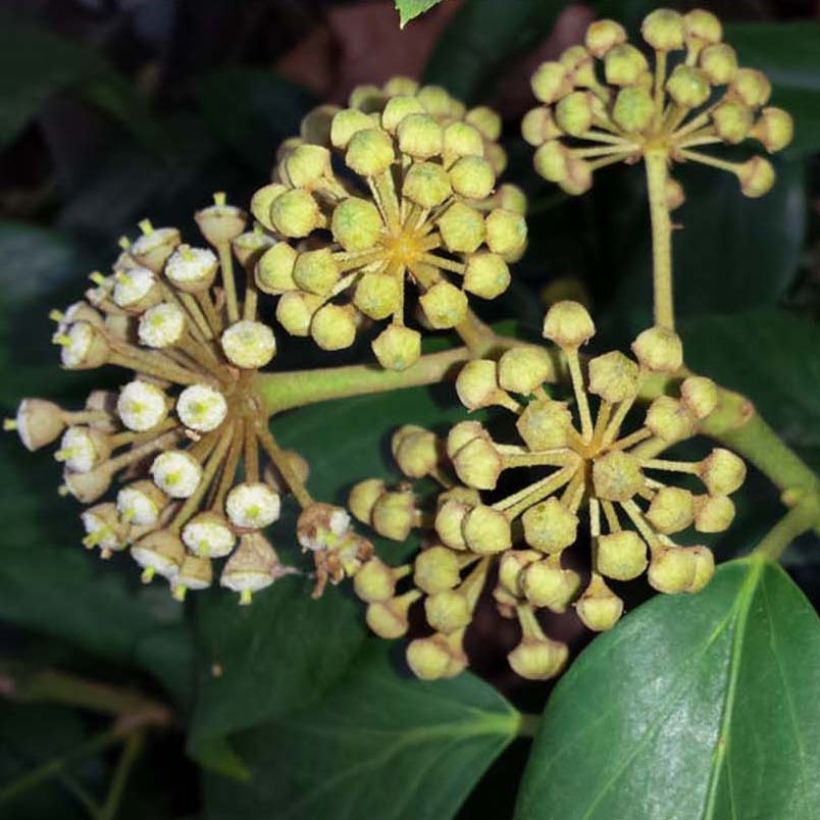 Kaukasianmuratti - Hedera colchica (Kukinta)