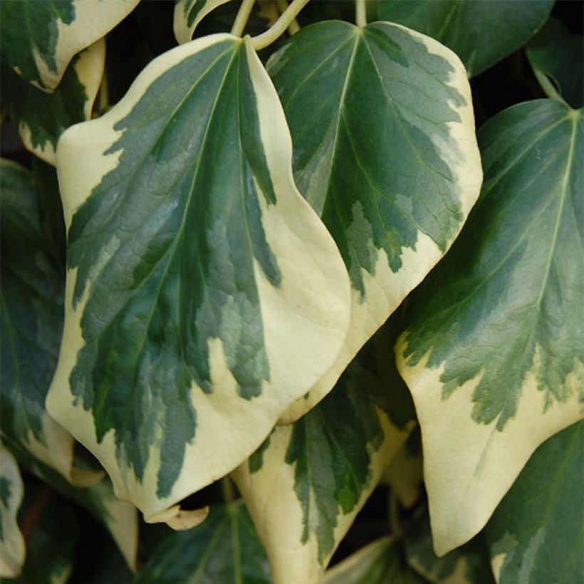 Kaukasianmuratti Dentata Variegata (Lehvistö)