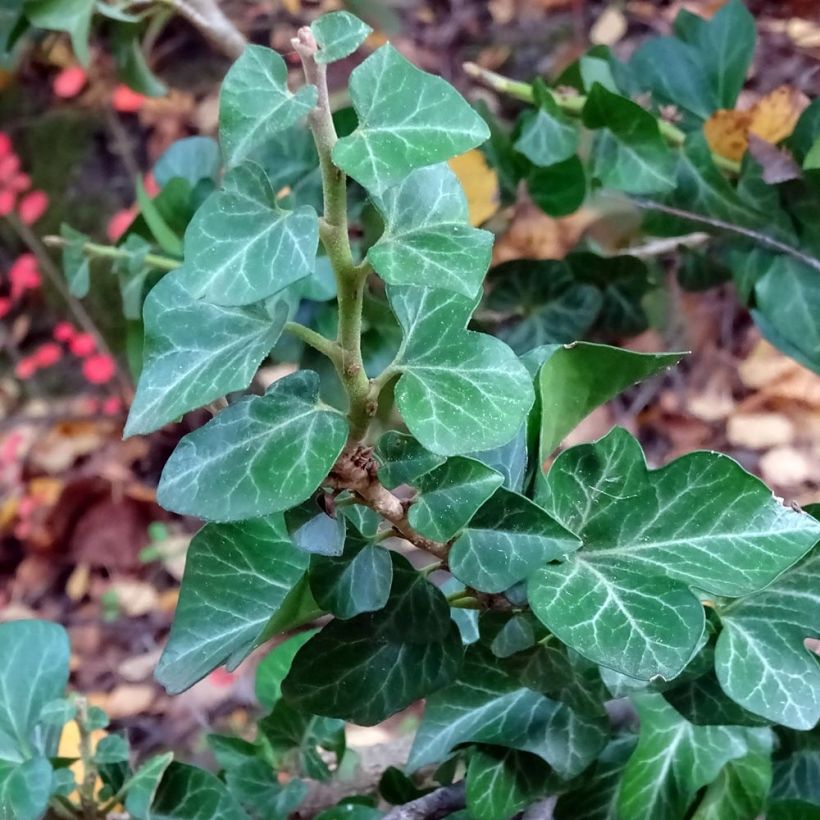 Muratti Erecta (Lehvistö)