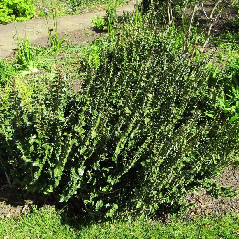 Muratti Erecta (Kasvutapa)