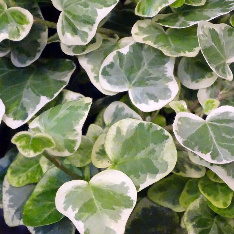 Muratti White wonder (Lehvistö)