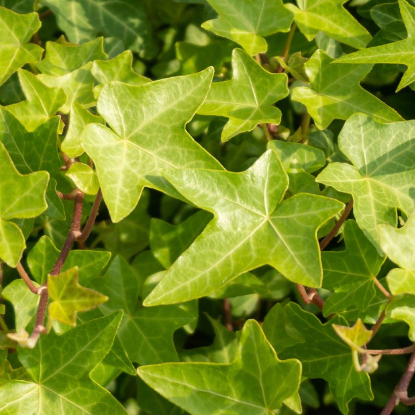 Muratti Shamrock (Lehvistö)
