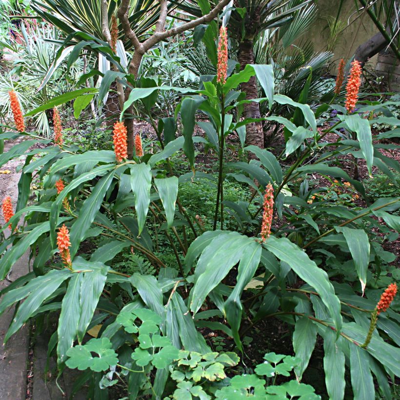 Tuoksuinkivääri - Hedychium densiflorum (Kasvutapa)