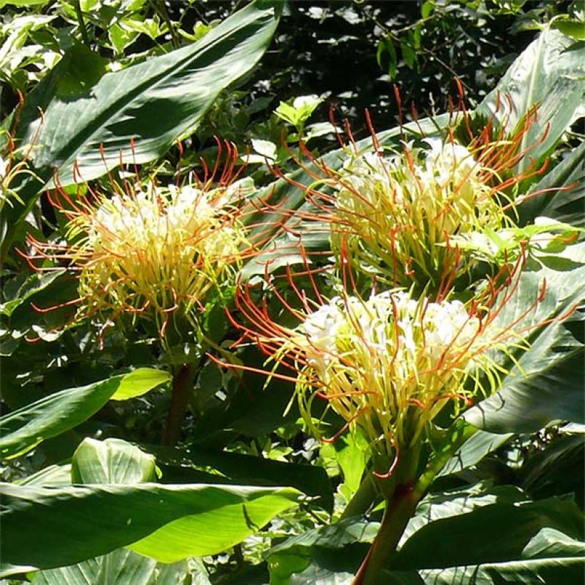 Tuoksuinkivääri - Hedychium ellipticum (Kukinta)