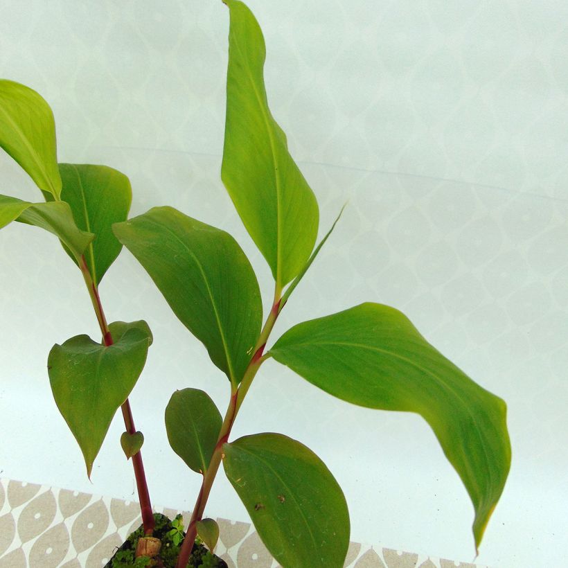 Tuoksuinkivääri - Hedychium ellipticum (Lehvistö)