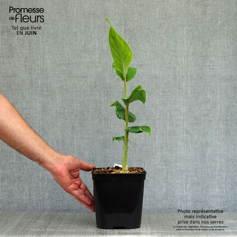 Esimerkki kesällä toimitetusta Hedychium gardnerianum 2 litran/3 litran ruukku-taimesta