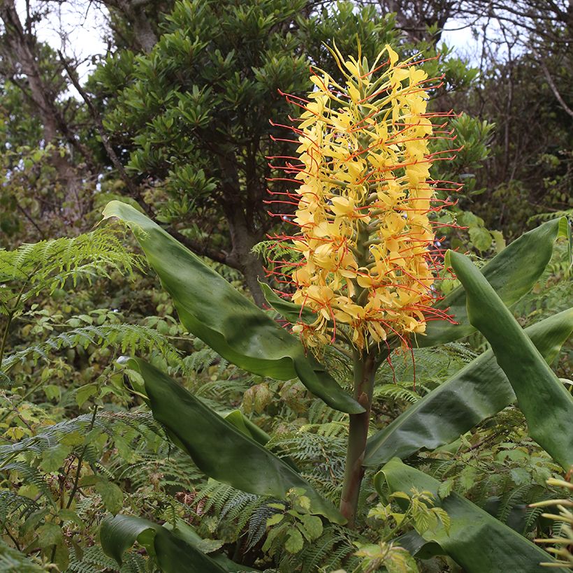 Hedychium gardnerianum (Kasvutapa)