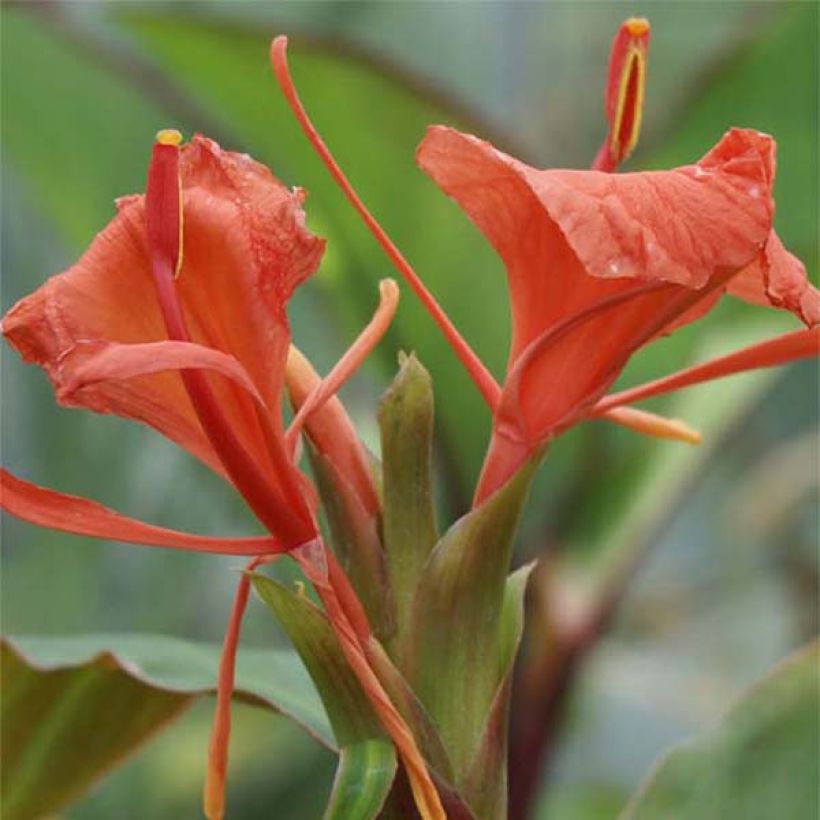 Tuoksuinkivääri - Hedychium greenii (Kukinta)