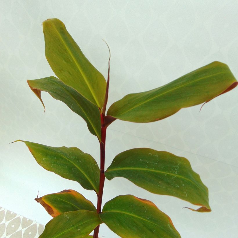 Tuoksuinkivääri - Hedychium greenii (Lehvistö)