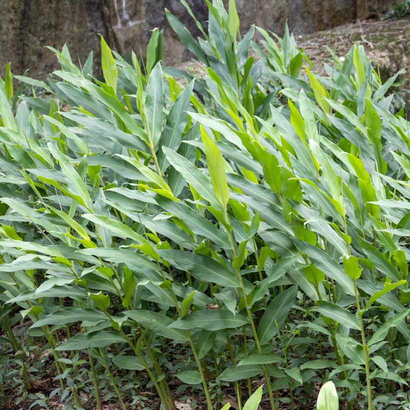 Tuoksuinkivääri - Hedychium maximum (Lehvistö)