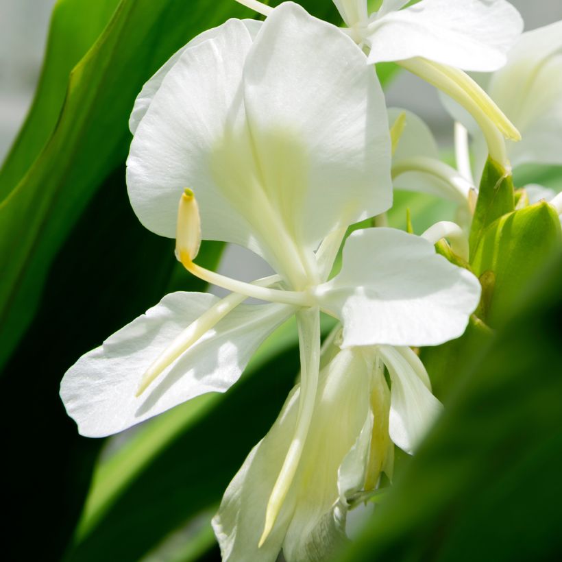 Tuoksuinkivääri - Hedychium maximum (Kukinta)
