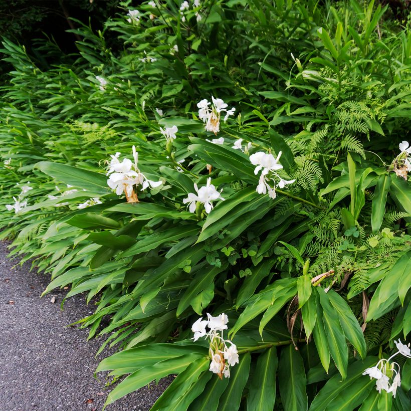 Tuoksuinkivääri - Hedychium maximum (Kasvutapa)