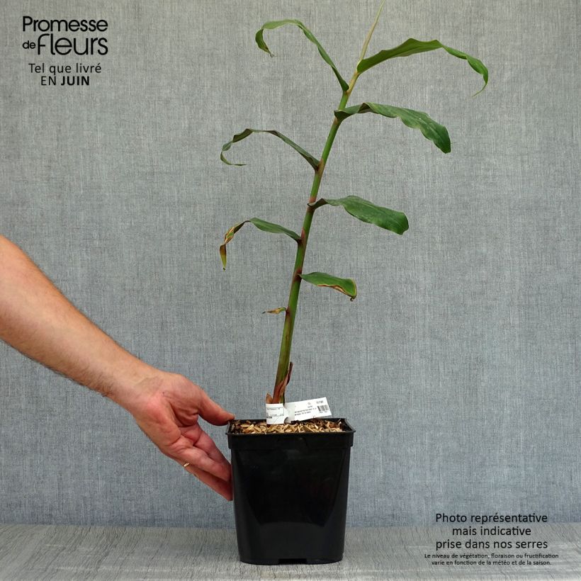 Esimerkki kesällä toimitetusta Tuoksuinkivääri - Hedychium deceptum 3 litran/4 litran ruukku-taimesta