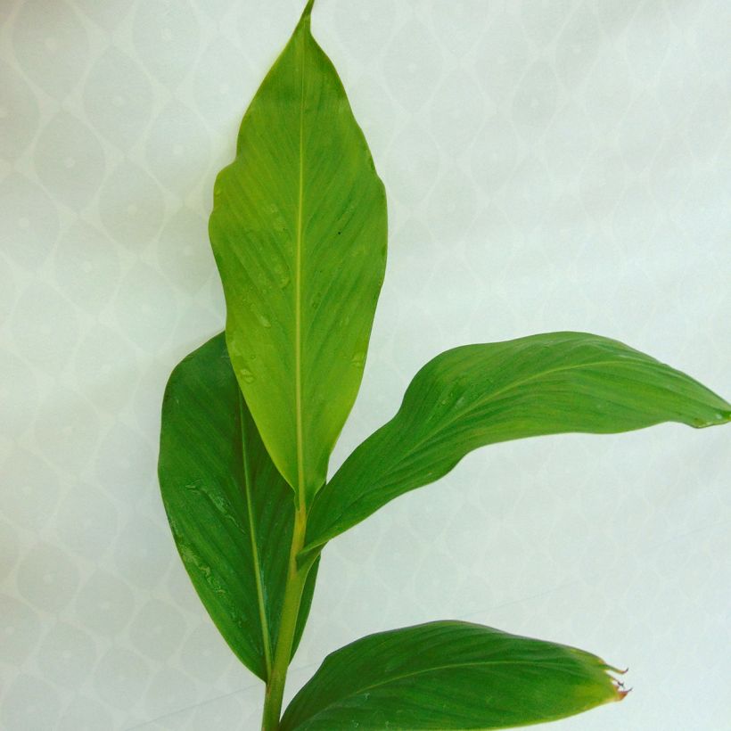 Tuoksuinkivääri - Hedychium spicatum (Lehvistö)