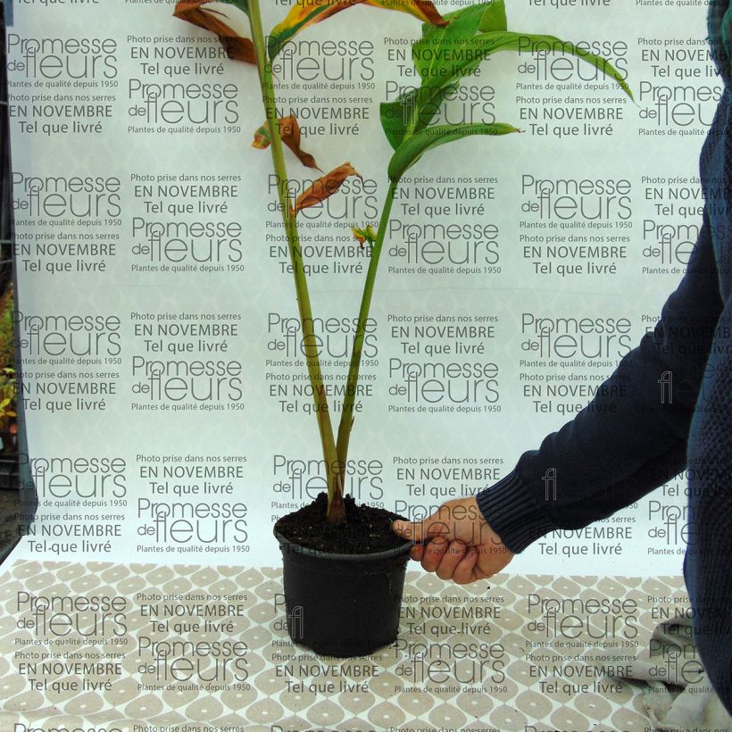Esimerkki toimitetusta Tuoksuinkivääri - Hedychium spicatum Pot de 3L/4L-taimesta