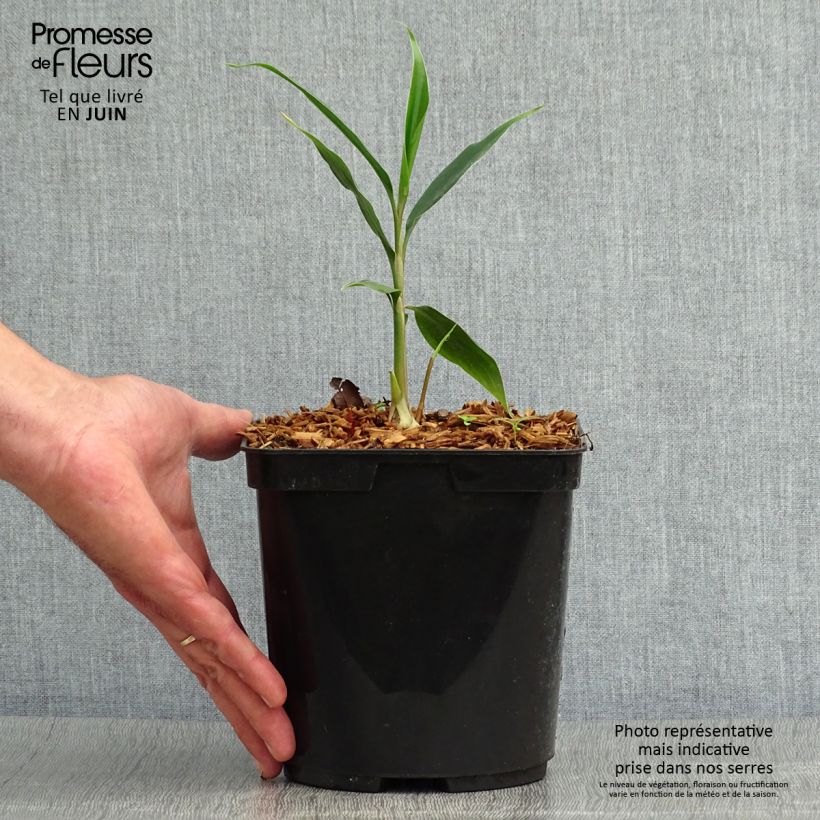 Esimerkki kesällä toimitetusta Tuoksuinkivääri - Hedychium villosum var. tenuiflorum 3 litran/4 litran ruukku-taimesta