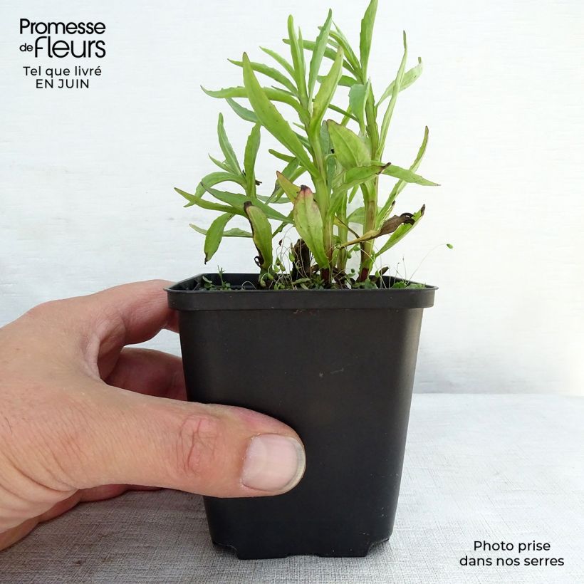 Esimerkki kesällä toimitetusta Syyshohdekukka Fuego Godet de 8/9 cm-taimesta